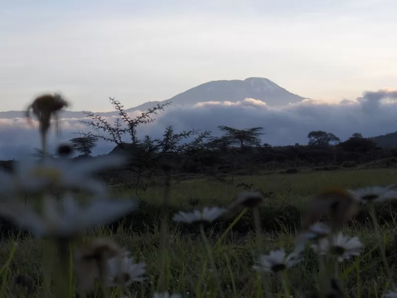 A morning view of the peak of Kilimanjaro.