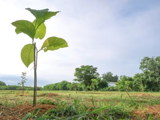 A young teak sapling. Photo courtesy of iStock/Kattiyaearn.