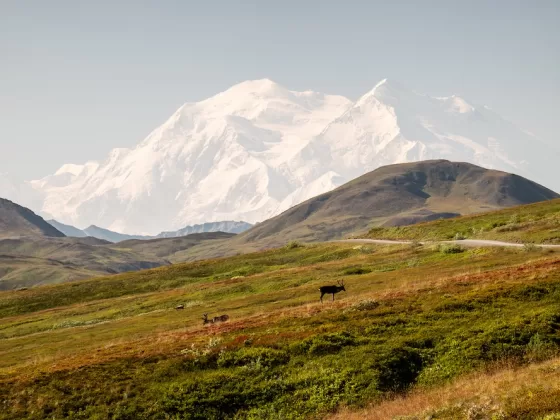 Caribou in front of Denali Mountain.