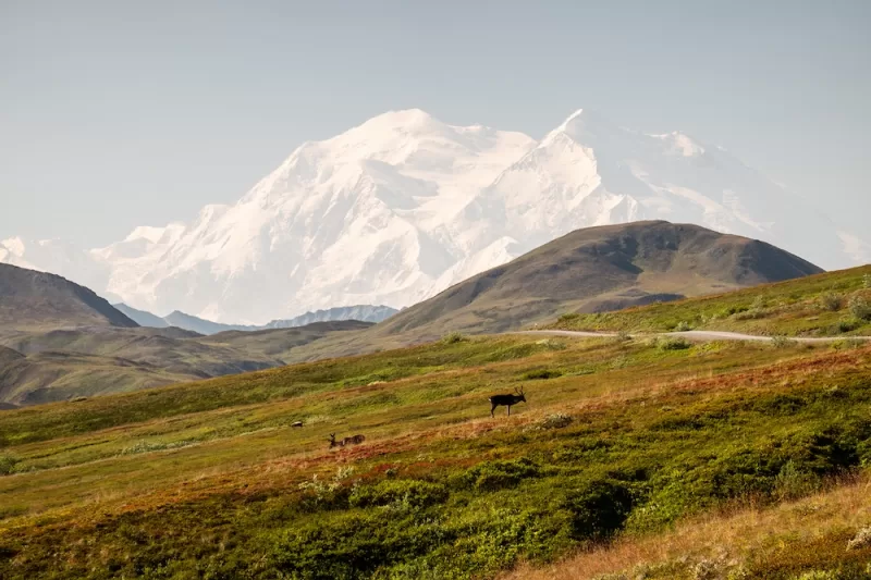 Caribou in front of Denali Mountain.