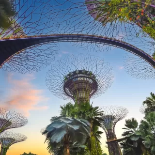 The famous Supertree Grove in Singapore.