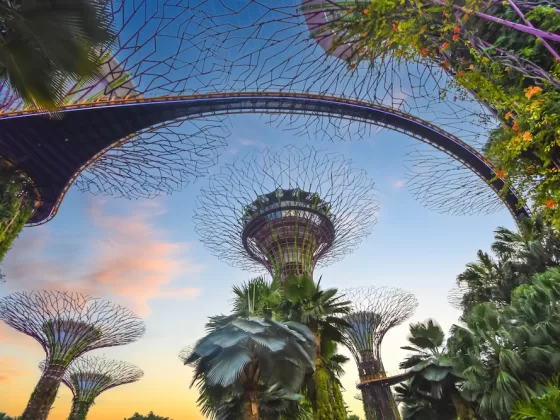 The famous Supertree Grove in Singapore.