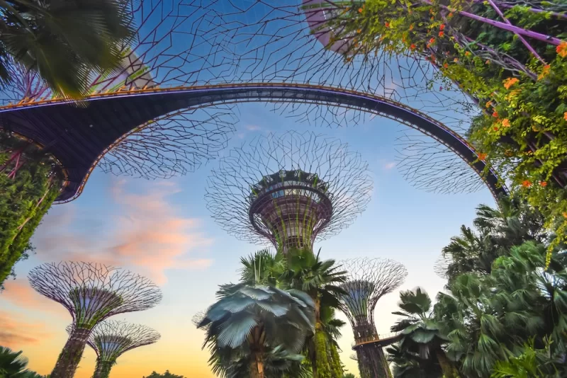 The famous Supertree Grove in Singapore.